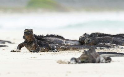 Ecuador – Galapagos